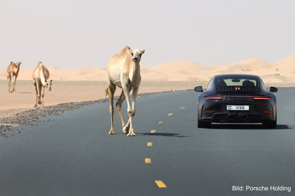Ein Kamel neben dem neuen POrsche 911. Symbolbild für das Interview mit Hermann Prax von der Porsche Holding.
