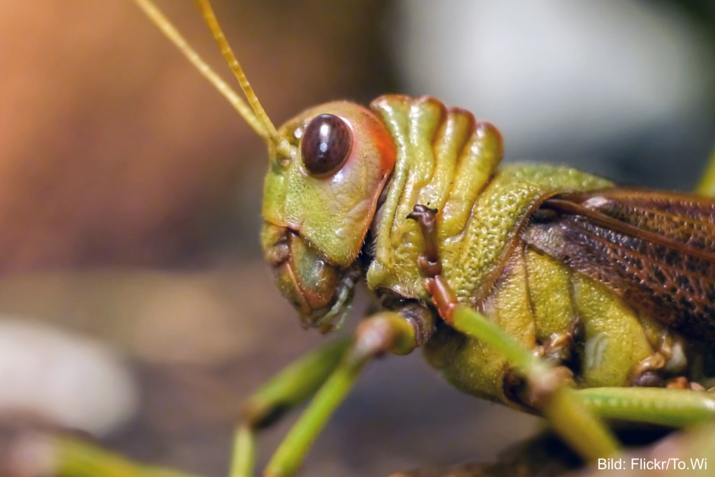 Eine Heuschrecke als Symbolbild für den Verkauf von Vamed an den Hedgefonds PAI Partner.